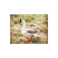Jeff the Goose Puzzle